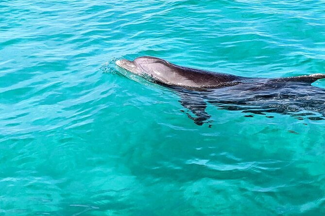 Premium Non-Private 3 Hour Crab Island Tour with Bathroom - Leaving Destin Harbor with dolphins and turtles in view