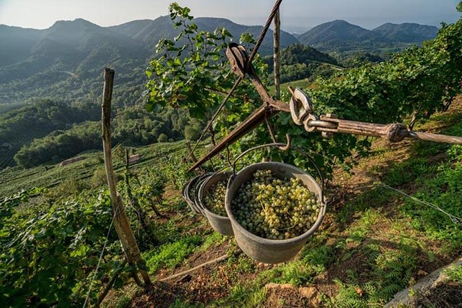 Premium Prosecco Hills Winery Tour with Prosecco Tastings & Food - What DOCG means in the glass