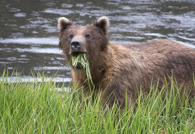 PREMIUM Sitka Scenic Tour - Key points to know before you book
