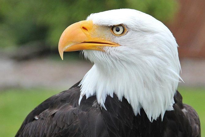 PREMIUM Sitka Scenic Tour - Why this is one of Sitka’s best short outings