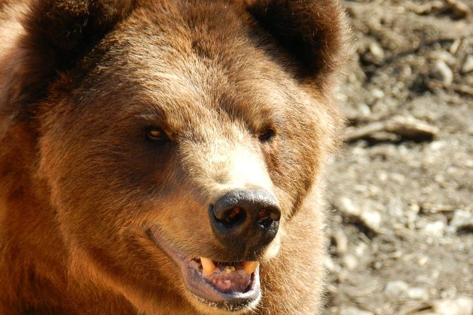 PREMIUM Sitka Scenic Tour - Timing, seating, and meeting in downtown Sitka