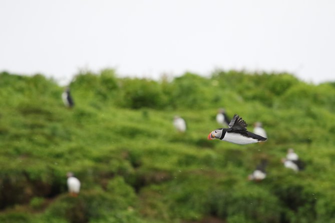 Premium Small-Group Puffin & Bird Watching tour from Reykjavík - Why this short boat trip works so well for puffin watching