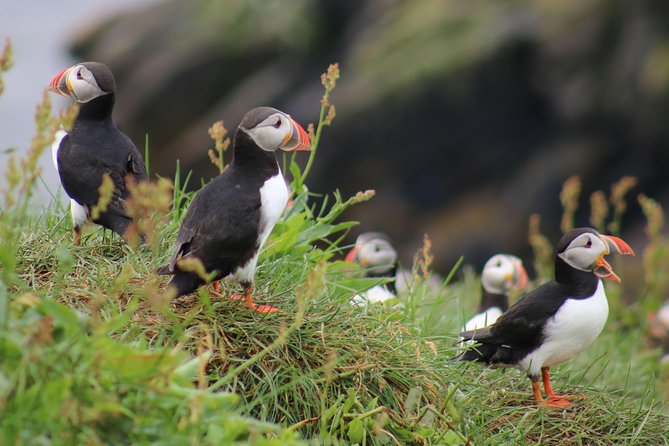 Premium Small-Group Puffin & Bird Watching tour from Reykjavík - Starting at Reykjavík’s Old Harbour
