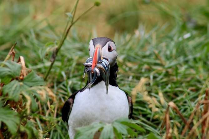 Premium Small-Group Puffin & Bird Watching tour from Reykjavík - Picking the best departure and season