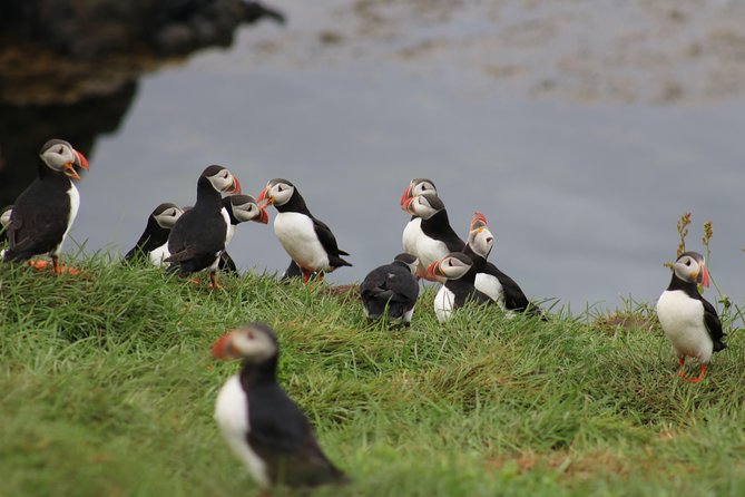 Premium Small-Group Puffin & Bird Watching tour from Reykjavík - Seeing puffins without landing on the islands