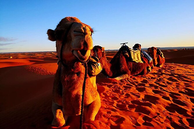 Private 3 Day Luxury Desert Tour from Fez to Marrakech - Should you book the Fez to Marrakech desert tour?