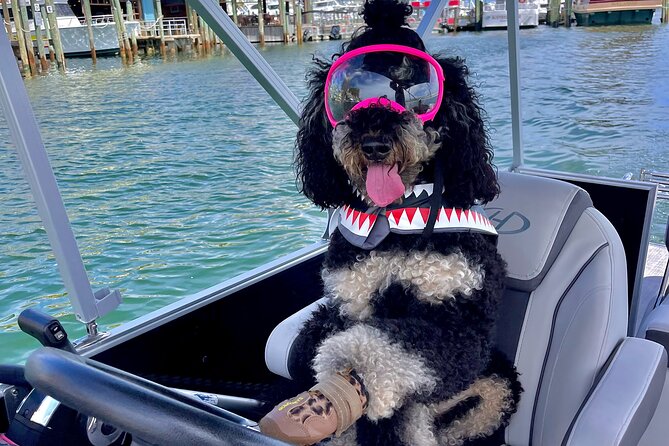 Private Chartered Luxury Pontoon Boat in Destin-Up to 6 Guests - Choosing between swimming, dolphins, and a harbor tour