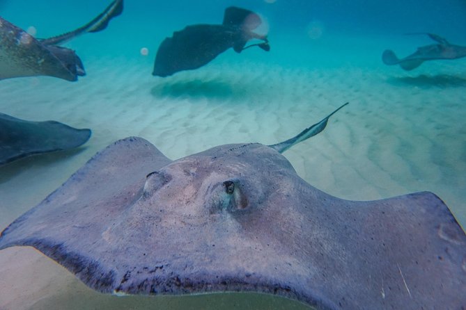 Private, luxury, custom charters to Stingray City, Snorkeling & More - Who Will Enjoy This Charter Most
