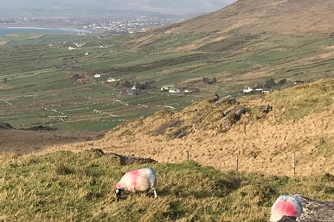 Private Ring of Kerry luxury tour with accredited guide - Killarney National Park and the Lakes of Killarney