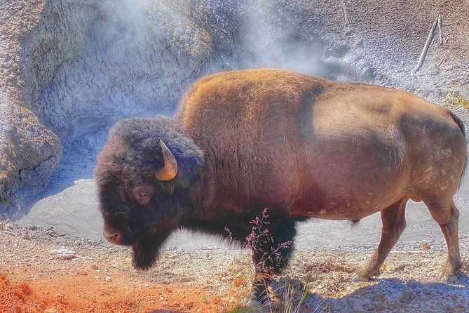 Private VIP Boutique Yellowstone Day Tour from Gardiner MT - Key points to know before booking