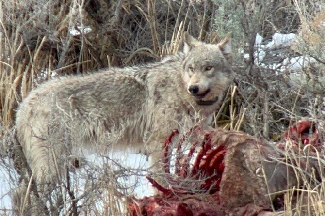 Private/VIP Wildlife Winter Safari of Yellowstone - Key points at a glance