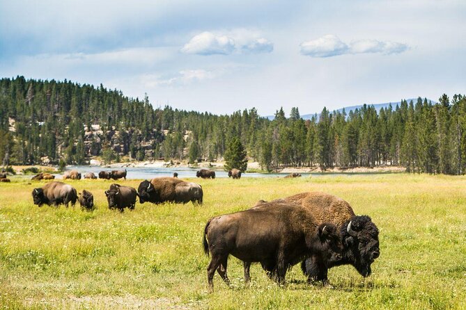 Private/VIP Wildlife Winter Safari of Yellowstone - Why winter makes this Yellowstone safari special