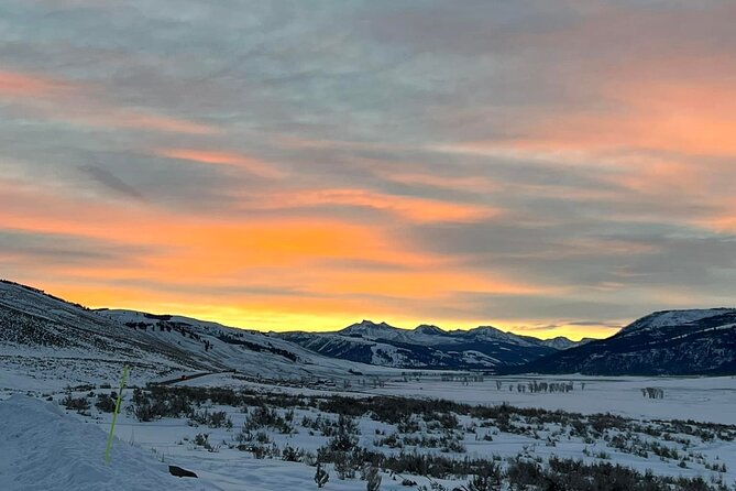 Private/VIP Wildlife Winter Safari of Yellowstone - Lamar Valley: six hours of patient wildlife watching
