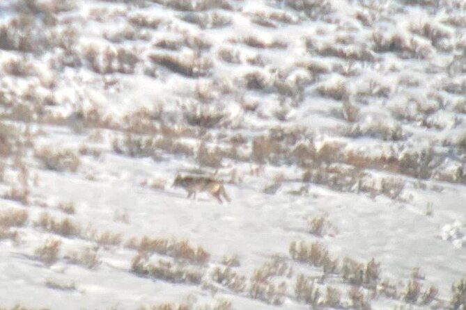 Private/VIP Wildlife Winter Safari of Yellowstone - Mammoth Hot Springs: a short geology break