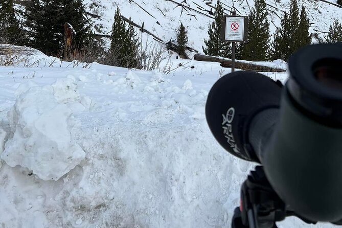 Private/VIP Wildlife Winter Safari of Yellowstone - Who will enjoy this most