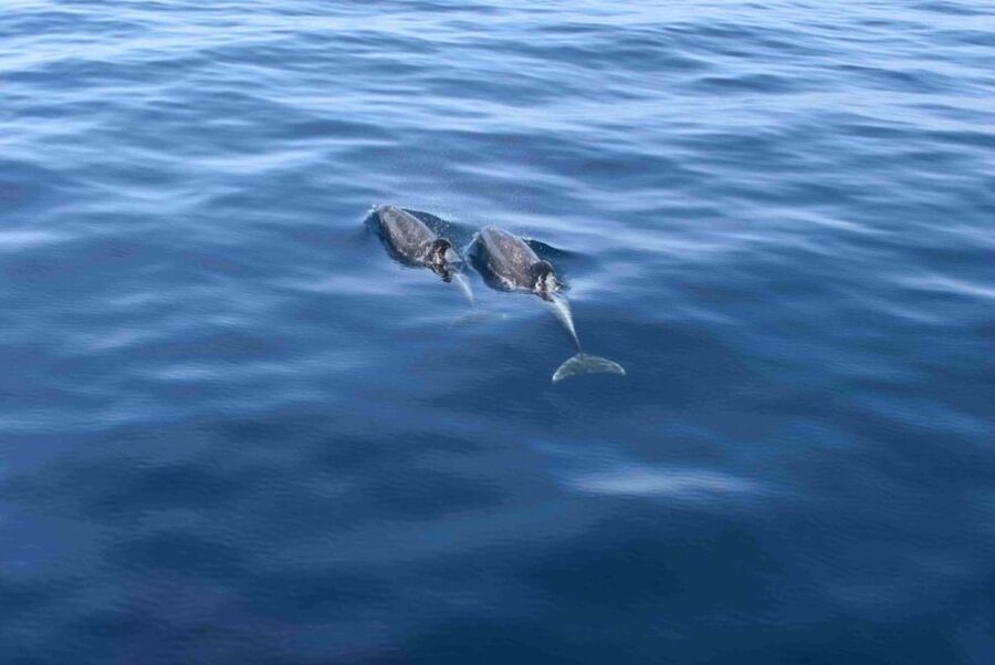 Puerto Rico de Gran Canaria: Premium Dolphin Catamaran Tour - Setting Sail From Puerto Rico Base