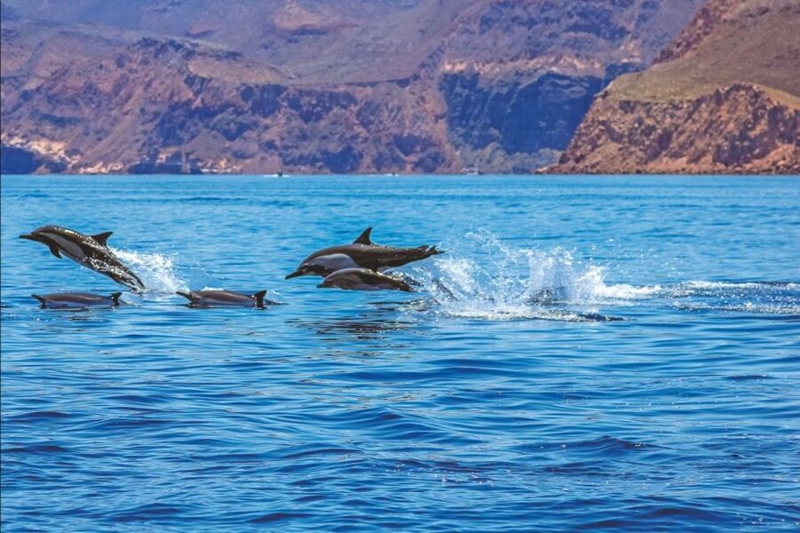 Puerto Rico de Gran Canaria: Premium Dolphin Catamaran Tour - Lunch, Open Bar, and the Real Value of $75