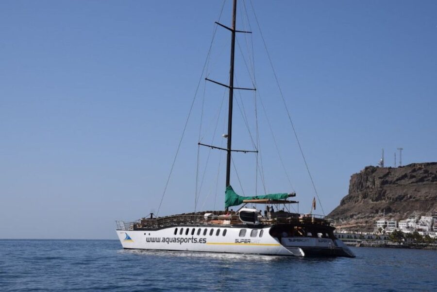 Puerto Rico de Gran Canaria: Premium Dolphin Catamaran Tour - Should You Book the Puerto Rico Dolphin Catamaran?