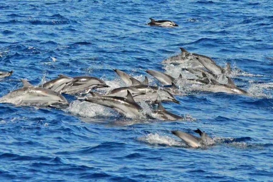 Puerto Rico de Gran Canaria: Premium Dolphin Catamaran Tour - Sea Caves, Cliffs, and Beaches From the Water