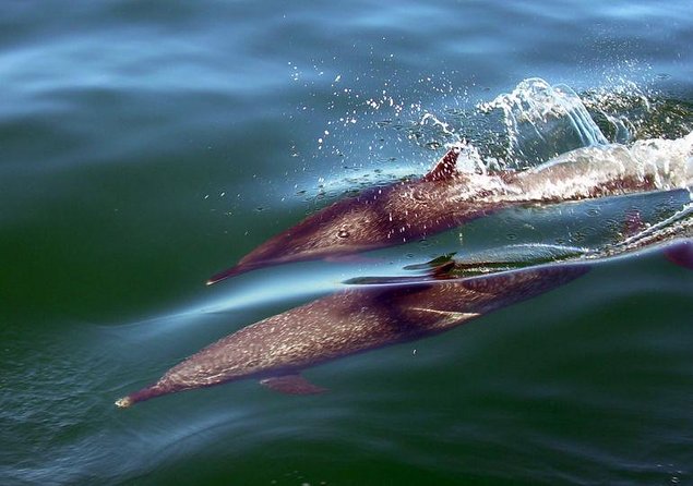 Puerto Vallarta, Luxury Sunset Sailing - Key points to know before you sail
