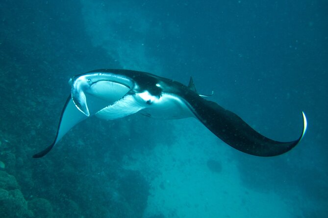 Reef Discovery Luxury Private Snorkeling Lagoon Tour - Pickup and the start of the outing