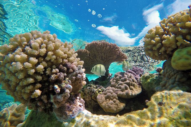 Reef Discovery Luxury Private Snorkeling Lagoon Tour - What the naturalist guide adds