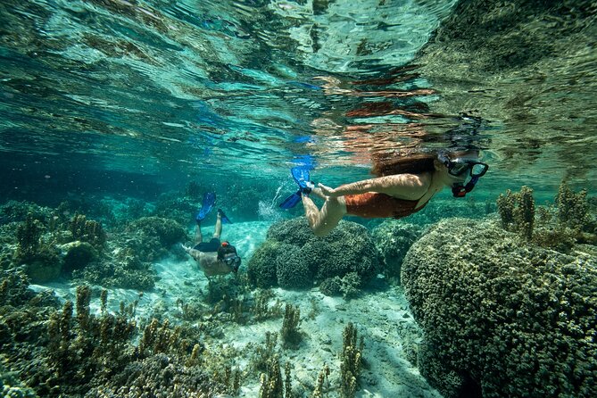 Reef Discovery Luxury Private Snorkeling Lagoon Tour - Who gets the most value from the $941.51 price