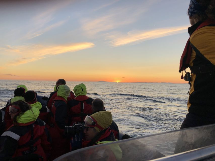 Reykjavik: Premium Whale and Puffin Watching Evening Tour - FAQ