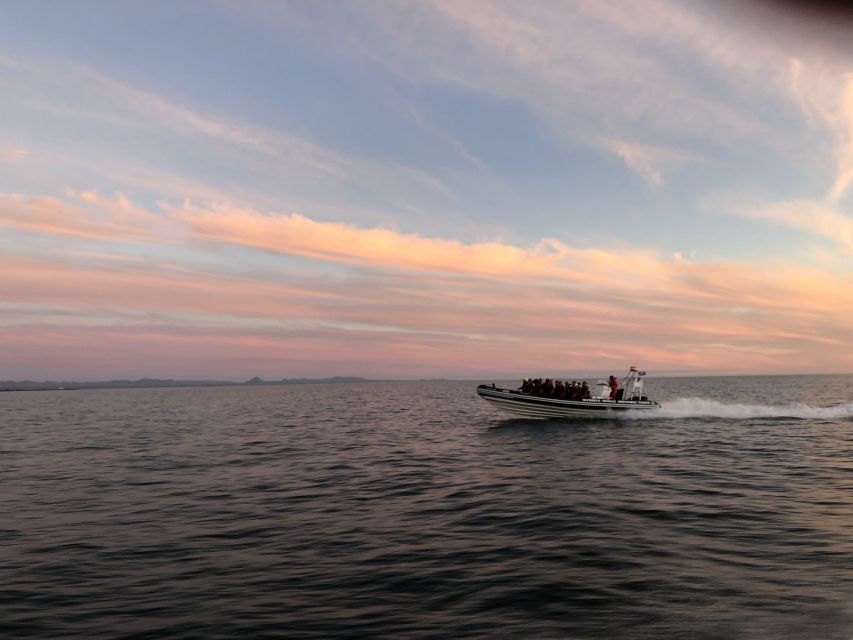 Reykjavik: Premium Whale and Puffin Watching Evening Tour - Why the evening RIB ride makes sense in Reykjavik