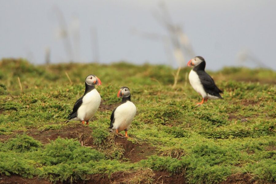 Reykjavik: Premium Whale and Puffin Watching Evening Tour - Searching for whales and dolphins