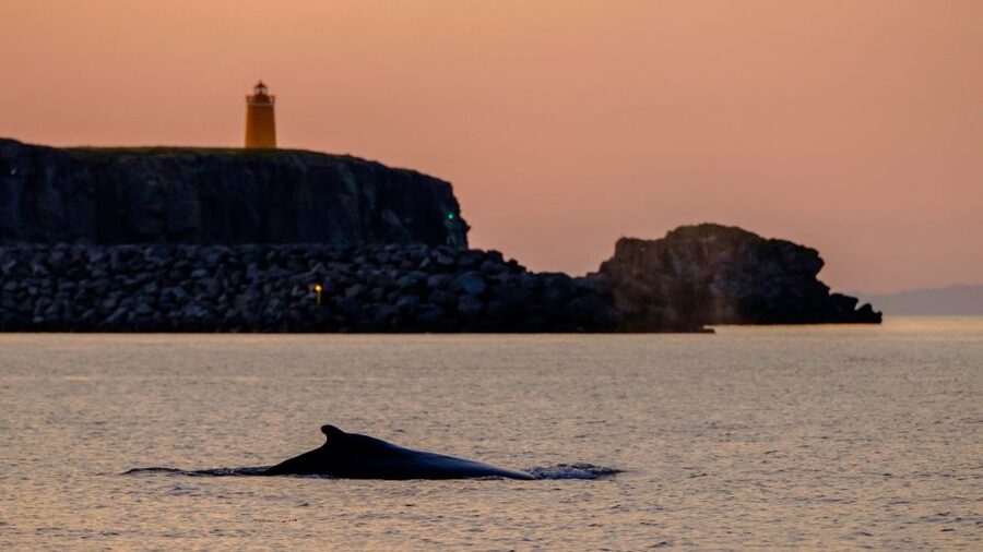 Reykjavik: Premium Whale and Puffin Watching Evening Tour - The ride back along Reykjavik’s shoreline
