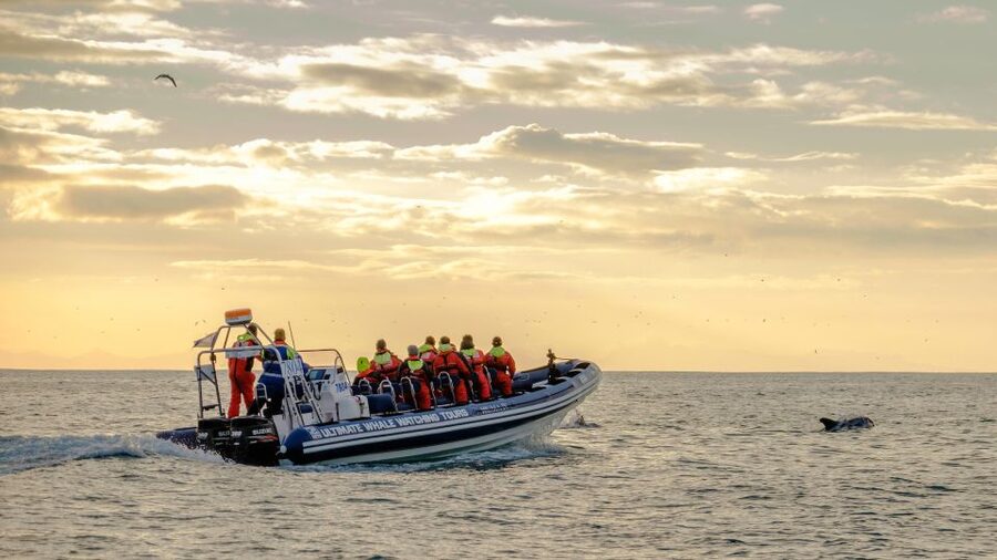 Reykjavik: Premium Whale and Puffin Watching Evening Tour - Who will enjoy this boat most