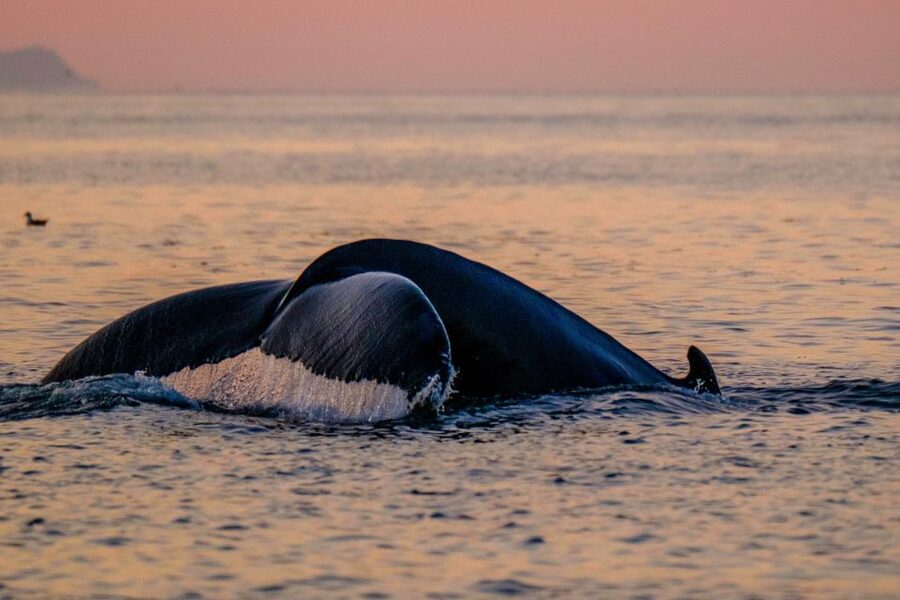 Reykjavik: Premium Whale and Puffin Watching Evening Tour - Should you book the evening whale tour?