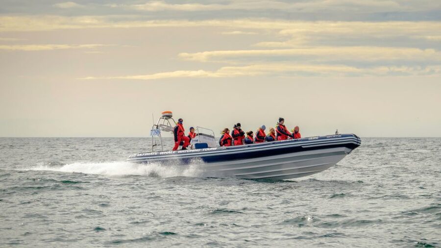 Reykjavik: Premium Whale and Puffin Watching Evening Tour - Starting at Ægisgarður in the Old Harbour