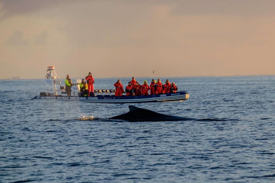 Reykjavik: Premium Whale Watching with Flexible Ticket - Key points to know before booking