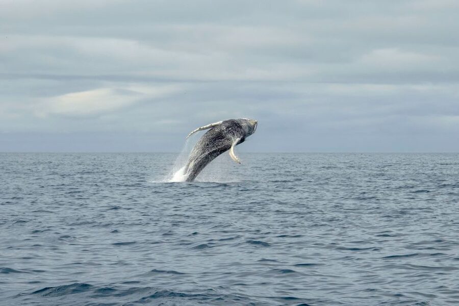 Reykjavik: Premium Whale Watching with Flexible Ticket - Who should choose this trip?