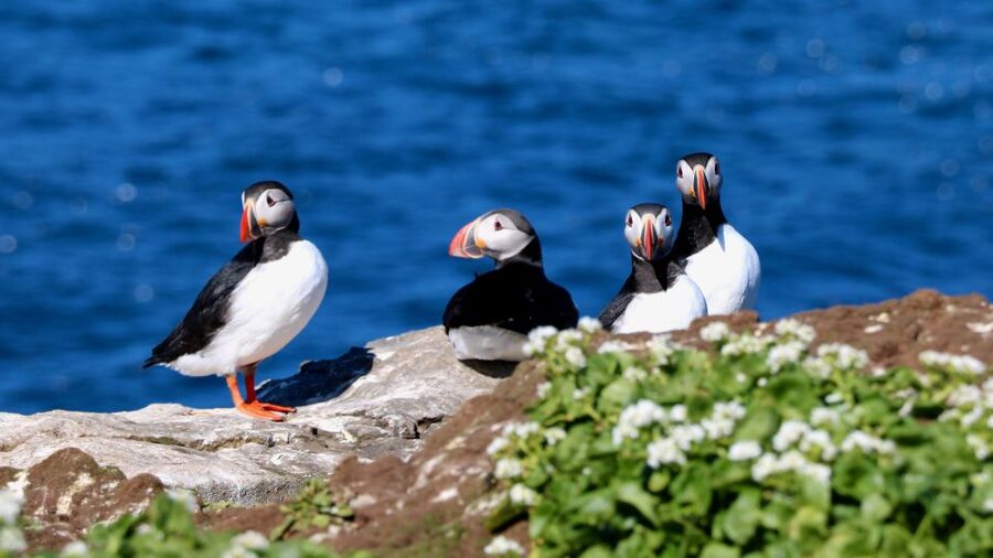 Reykjavik: Premium Whale Watching with Flexible Ticket - Puffins from May through August