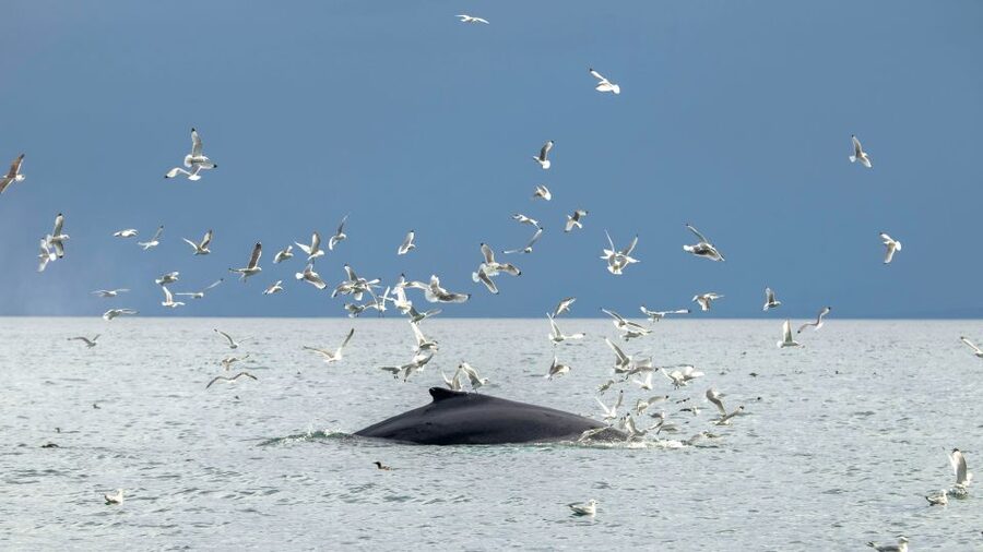 Reykjavik: Premium Whale Watching with Flexible Ticket - The return along Reykjavík’s shoreline