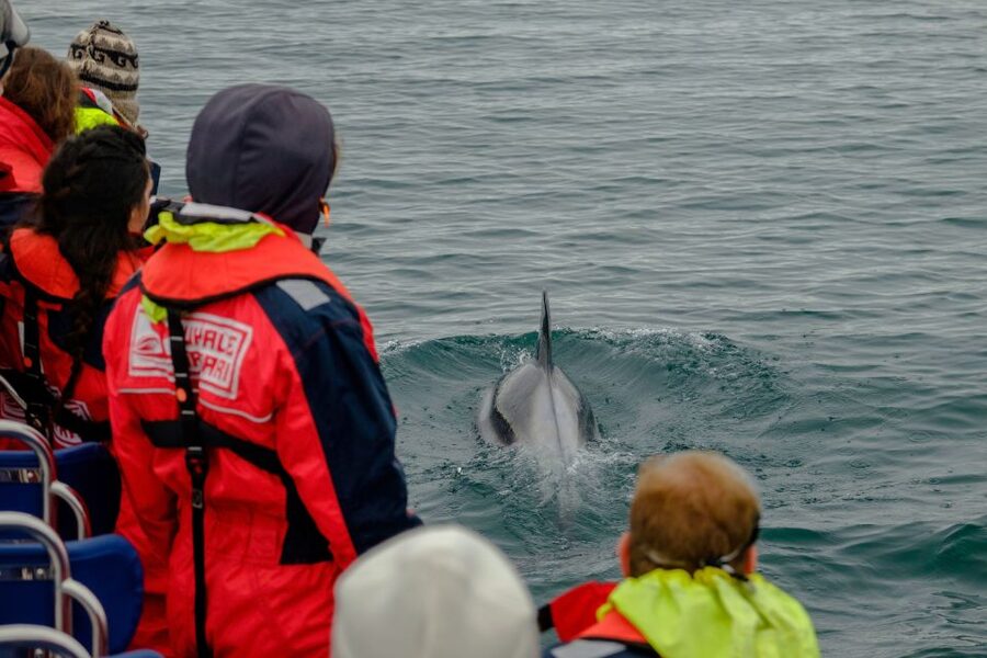 Reykjavik: Premium Whale Watching with Flexible Ticket - How comfortable is the speedboat?