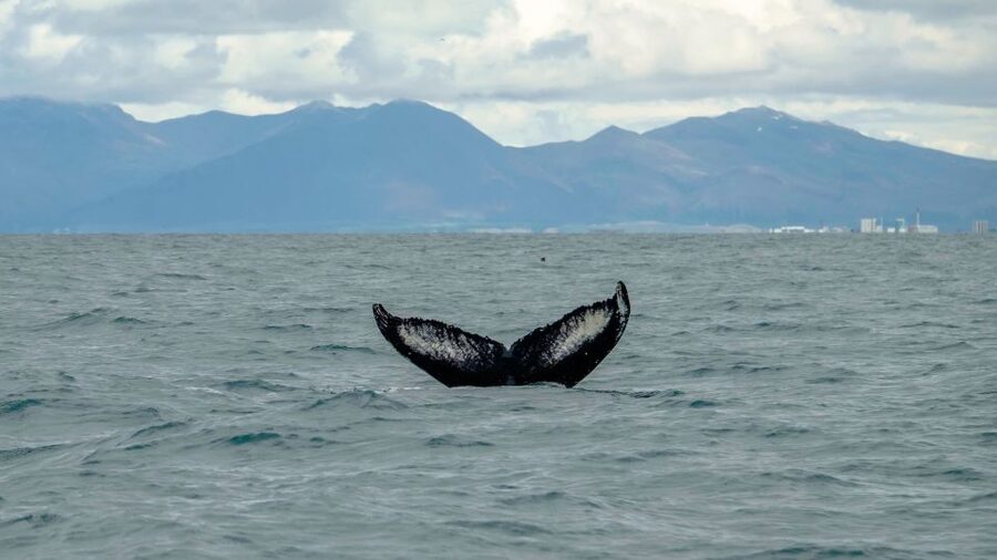 Reykjavik: Premium Whale Watching with Flexible Ticket - Is $202 a fair price?