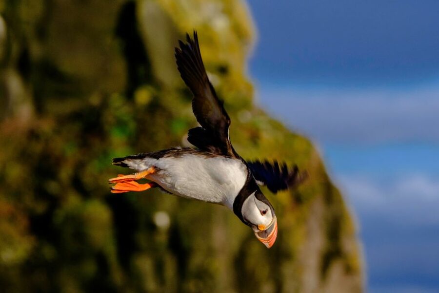 Reykjavik: Premium Whale Watching with Flexible Ticket - Weather can change the plan