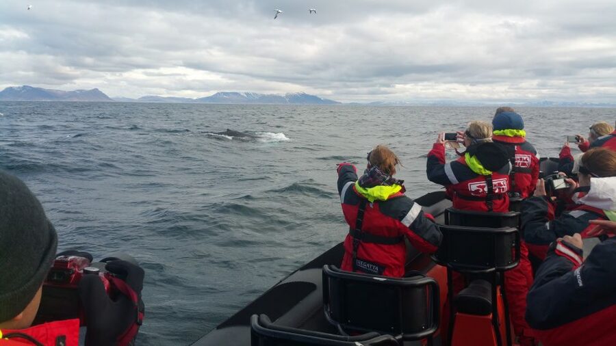 Reykjavik: Premium Whale Watching with Flexible Ticket - What happens if you see no whales?