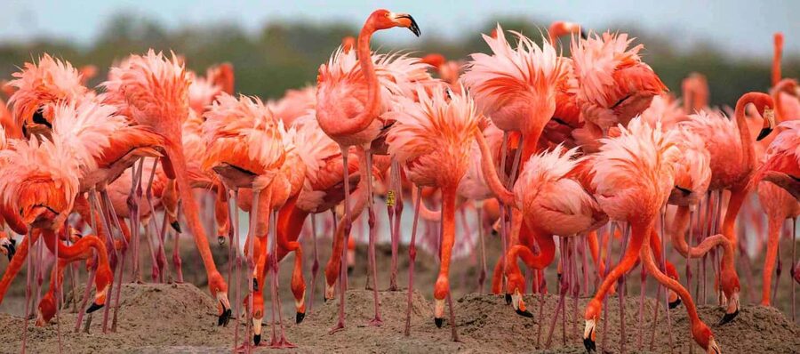 Rio Lagartos and Las Coloradas: Safari Flamingo Luxury - Crocodile stops in the reserve