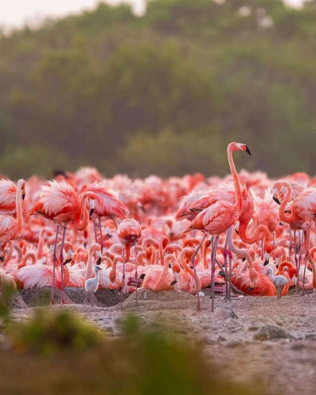 Rio Lagartos and Las Coloradas: Safari Flamingo Luxury - Las Coloradas and the shifting pink lagoons