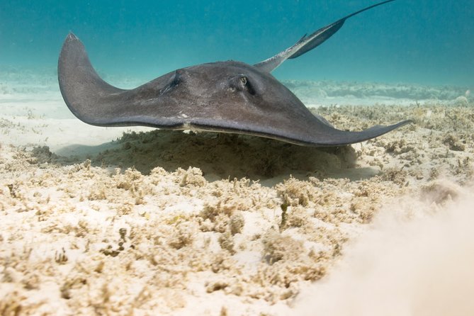 Riviera Maya Luxury Snorkeling Cruise with Lunch and Drinks - Should you book it?