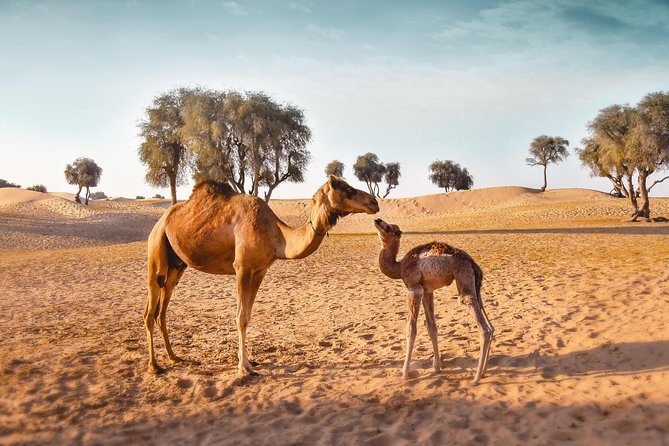Royal Private Desert Safari - Exclusive SUV - From Dubai hotel pickup to open desert