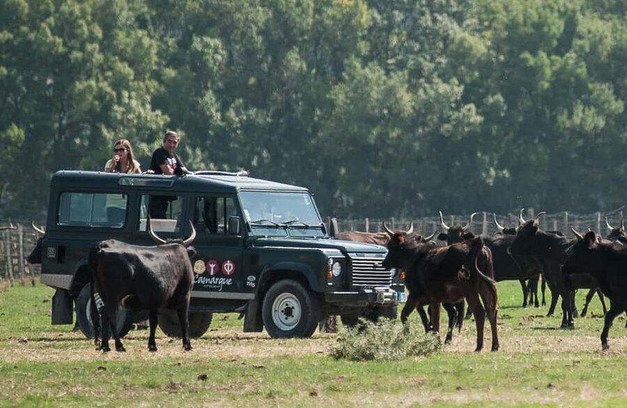 Safari 4x4 in Camargue / VIP Tour 3h30 / Grau du Roi - Leaving Grau du Roi for the Camargue