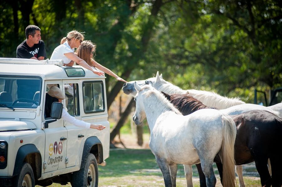 Safari 4x4 in Camargue / VIP Tour 3h30 / Grau du Roi - Why the private price may work for your group