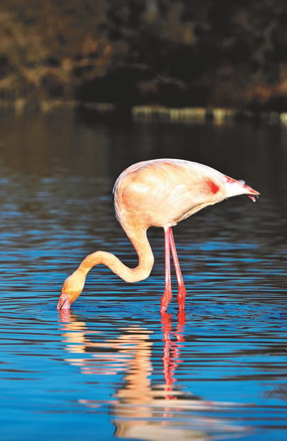 Safari 4x4 in Camargue / VIP Tour 3h30 / Grau du Roi - Practical details that shape the day