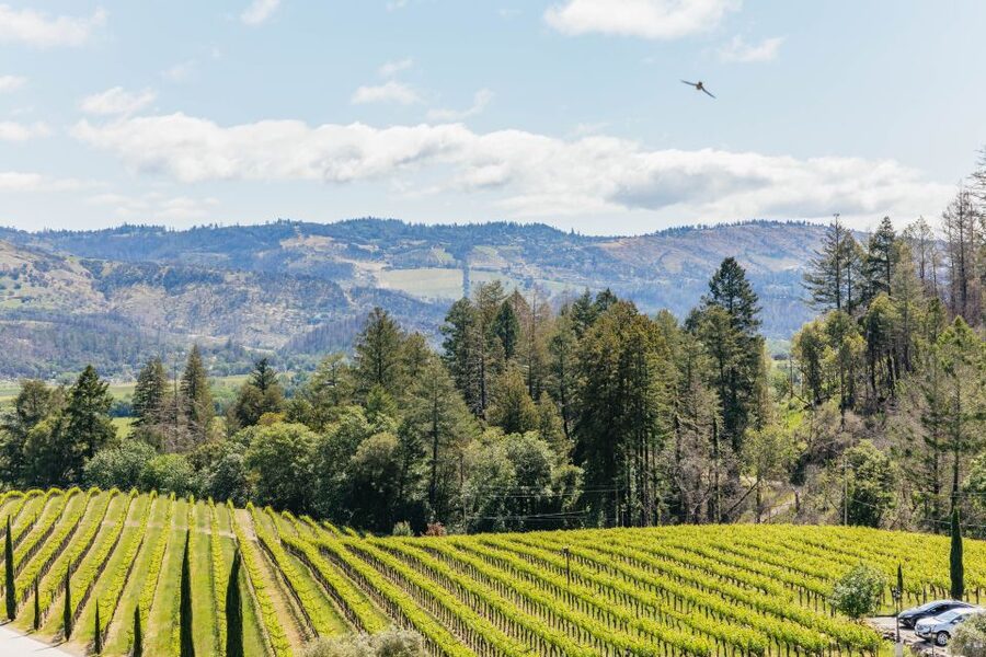 San Francisco: Luxury Small-Group Wine Tour of Napa Valley - Lunch in Calistoga is deliberately flexible